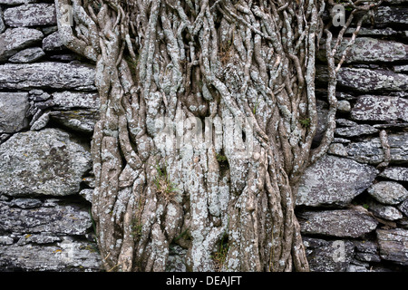 Alte Mauer, bewachsen mit Efeu Wurzeln am Ring of Kerry, Cahersiveen, Ballycarbery Castle, County Kerry, Irland Stockfoto