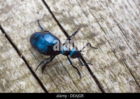 Violette Öl-Käfer (Meloe Violaceus) Stockfoto