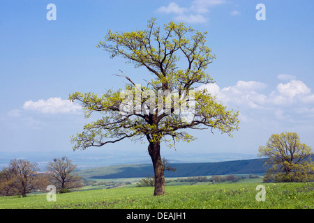 Frühling Landschaft in Búrová Naturdenkmal, Naturschutzgebiet Bílé Karpaty Landschaft, Weißen Karpaten Berge