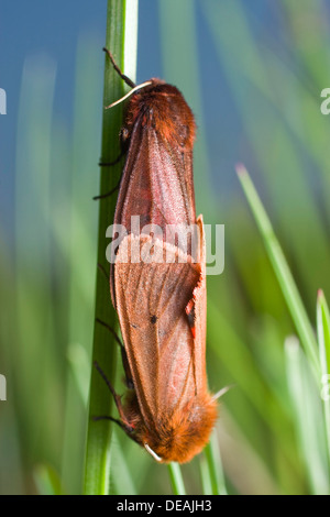 Ruby Tiger, Ruby Tiger Moth (Phragmatobia Fuliginosa) Stockfoto