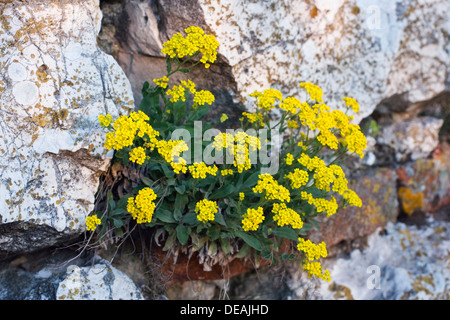 Korb mit Gold, gelbe Alyssum Blumen, Basket-Of-Gold, Candy Mustard, Gold Alyssum, Goldstaub, Goldstaub, Golden-Büschel Alyssum, Stockfoto