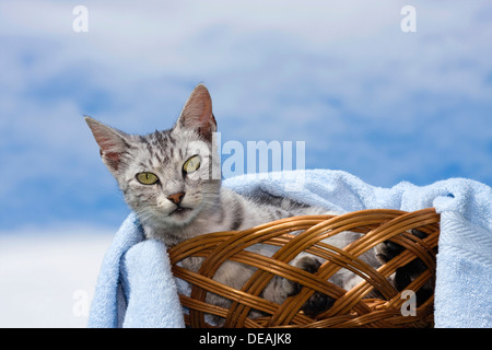 Katze im Korb Stockfoto