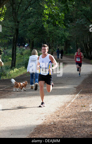 Hindhead, Surrey, Großbritannien. 15 Sep, 2013. Läufer pass Hund Wanderer in der konstituierenden Punchbowl 10 k laufen, September 2013 15. Der Lauf wird möglich durch die Schließung der alten A3 gemacht und nimmt in einigen der spektakulärsten Sehenswürdigkeiten der Gegend, einschließlich dem Devil's Punchbowl. Credit: Susan Norwood/Alamy leben Nachrichten Stockfoto