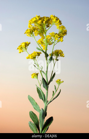 Korb mit Gold, gelbe Alyssum Blumen, Basket-Of-Gold, Candy Mustard, Gold Alyssum, Goldstaub, Goldstaub, Golden-Büschel Alyssum Stockfoto