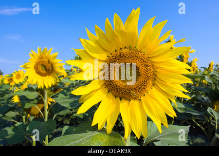 Sonnenblumen (Helianthus Annuus) Stockfoto