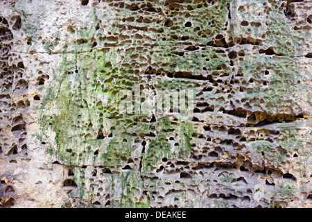 Rock in Kokorinsky Dul Nature Reserve, Bezirk Melnik, Stredocesky Region, Tschechische Republik, Europa Stockfoto