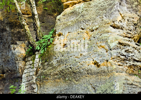 Kokorinsky Dul Nature Reserve, Bezirk Melnik, Stredocesky Region, Tschechische Republik, Europa Stockfoto