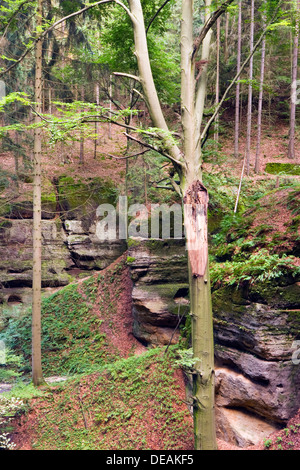 Kokorinsky Dul Nature Reserve, Bezirk Melnik, Stredocesky Region, Tschechische Republik, Europa Stockfoto