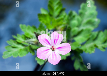 Robert Kraut, Bloodwort, Drachenblut, Fox Geranium, Kraut-Robert Kraut Robin Berg Geranium, Rotschenkel, Red Robin, rot Stockfoto