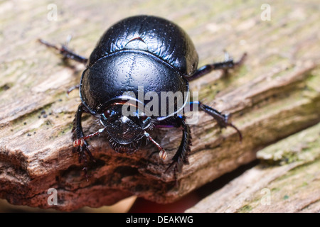 Dor-Käfer (Anoplotrupes Stercorosus Geotrupes Amoethysticus, Geotrupes Erythropterus, Geotrupes fauconneti Stockfoto