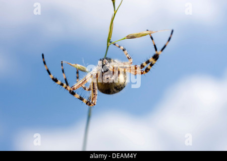 Eiche Spinne (Aculepeira Ceropegia) Stockfoto