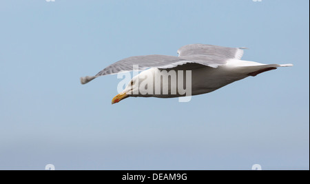 Möwe im Flug Stockfoto