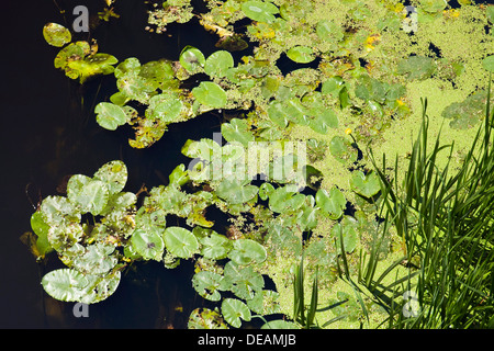 Blätter der gelbe Seerose, gelbe Teich-Lilie (Teichrosen Lutea, Teichrosen Advena, Teichrosen Fluviatilis), Biebrza-Fluss in der Nähe von Sztabin Stockfoto