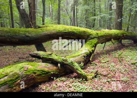 Umgestürzten Baum, moosbedeckten, Białowieża Wald, Nationalpark Bialowieza, Polen, Europa Stockfoto