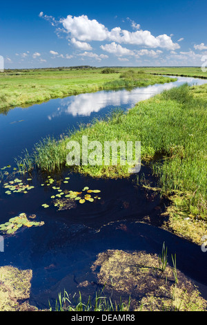 Biebrza-Fluss in der Nähe von Dolistowo Stare, Biebrzanski Nationalpark, Polen, Europa Stockfoto