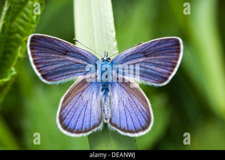 Silber besetzte blau (Plebejus Argus, Plebeius Argus) Stockfoto