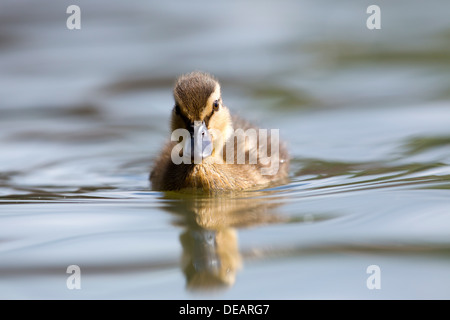 Stockente; Anas Platyrhynchos; Entlein; UK Stockfoto