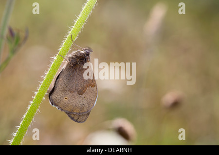 Wiese braun Schmetterling; Maniola Jurtina; UK Stockfoto