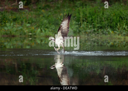 Fischadler; Pandion Haliaetus; Angeln; Entstehende Wasser; Aviemore; Schottland Stockfoto