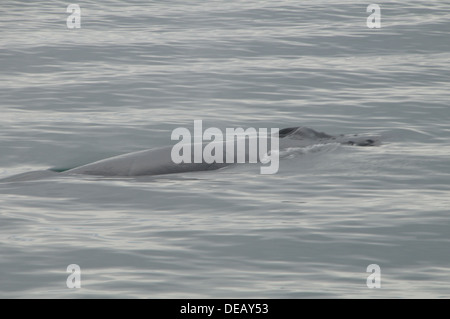 Whale-watching Touren Juneau, Alaska, Vereinigte Staaten von Amerika Stockfoto