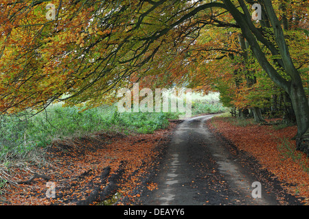 Herbst-Szene entlang einer ruhigen Seitenstraße im ländlichen England mit Laub auf der Straße Stockfoto