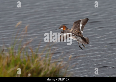 Red-necked Phalarope Phalaropus Lobatus, Shetland, Scotland, UK Stockfoto