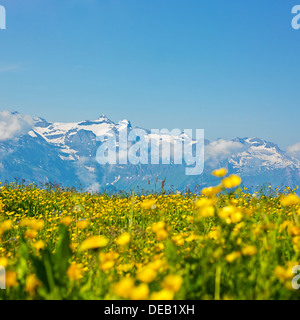 Alpine Mountain-View über Butterblumen. Stockfoto