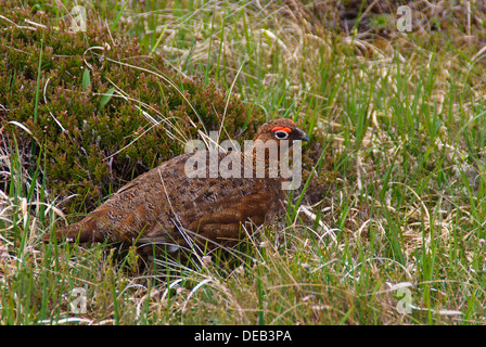 Moorschneehühner Handa Island Stockfoto