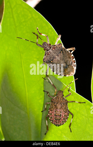 Der braune Marmorated Gestank Bug hat ein geflügelter Schädling aus Asien, die versehentlich in Ost-Pennsylvania eingeführt nun auf 21 Staaten quer durch die USA gesehen auf einem Blatt 7. März 2009 verbreiten. Das Insekt Effekte Pflanzen und Häuser befallen können. Stockfoto