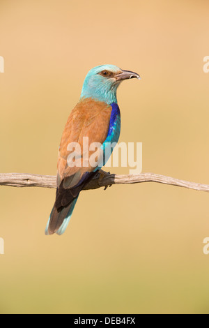 Blauracke (Coracias Garrulus) thront auf einem Ast, hält ein Fragment der Eierschale. Stockfoto