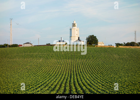 North Foreland Leuchtturm Kohl Ernte Feldfrüchte Stockfoto