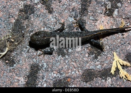 Junge große crested Newt auf Gartenweg Stockfoto