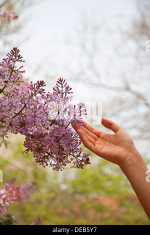 Nahaufnahme von Hand zu berühren Blume Blüte, draußen im Park im Frühling Stockfoto