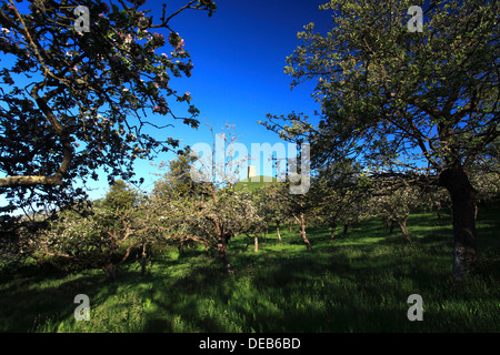 Sommer-Blick über Cider Apple Orchard Bäume, Somerset Levels, Somerset County, England, UK Stockfoto