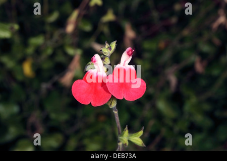 Nahaufnahmen von Blumen Babys / Grahams / schwarze Johannisbeere Salbei - Myrte der Berge-Sorte 'Hot Lips' - Salvia Microphylla - Fami Stockfoto