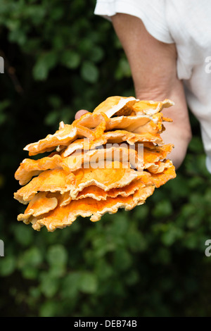 'Chicken des Holzes' Pilz (Laetiporus Sulphureus) Stockfoto