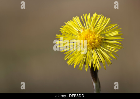 Ein Colt-Fuß (Tussilago Farfara) Blume in voller Blüte an Blashford Seen, Hampshire. März. Stockfoto