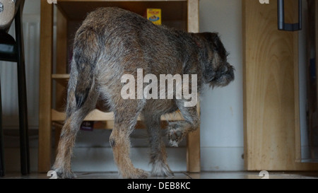 Border Terrier stehend Jagd drei Pfoten Füße Stockfoto