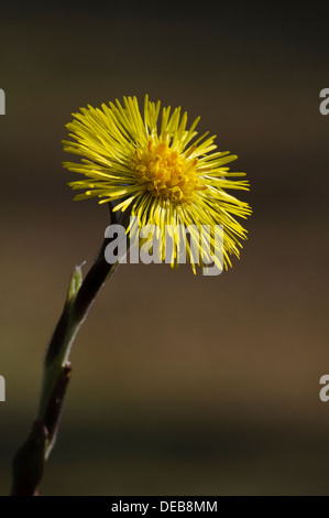 Ein Colt-Fuß (Tussilago Farfara) Blume in voller Blüte an Blashford Seen, Hampshire. März. Stockfoto