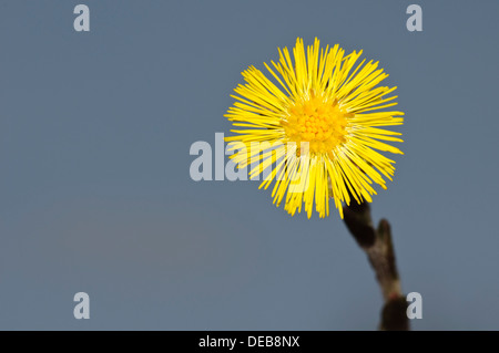 Ein Colt-Fuß (Tussilago Farfara) Blume in voller Blüte an Blashford Seen, Hampshire. März. Stockfoto