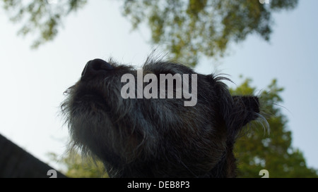 Border Terrier Hundekopf Gesicht Haare in der Nase, die Augen Lächeln Stockfoto