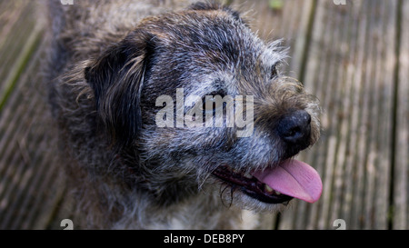 Border Terrier Gesicht Zunge Mund Nase Augen Ohren Stockfoto