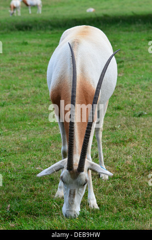 Krummsäbel Oryx oder Scimitar-horned Oryx-Antilopen (Oryx Dammah), auch bekannt als die Sahara Oryx (nur zur redaktionellen Nutzung) Stockfoto