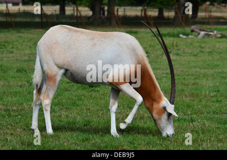 Krummsäbel Oryx oder Scimitar-horned Oryx-Antilopen (Oryx Dammah), auch bekannt als die Sahara Oryx (nur zur redaktionellen Nutzung) Stockfoto