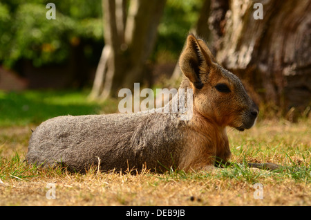 Ein Mara (Dolichotis) auch bekannt als patagonischen Cavia Stockfoto