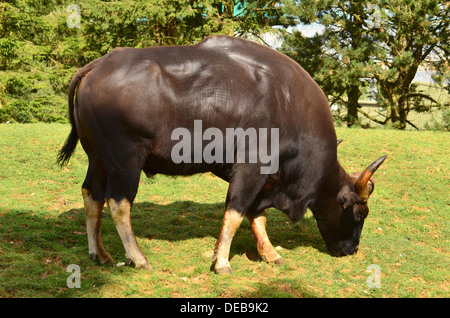 Der Gaur, Bos Gaurus, auch bekannt als der indische bison Stockfoto