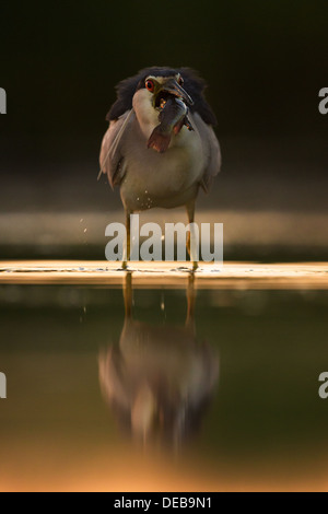 Schwarz-gekrönter Nachtreiher (Nycticorax Nycticorax) schlucken einen großen Wels in Pr-Edawn Licht, Vorderansicht Stockfoto