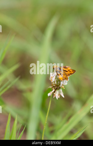 Feurige Skipper (Hylephila Phyleus) auf einen Toten Wildblumen Stockfoto