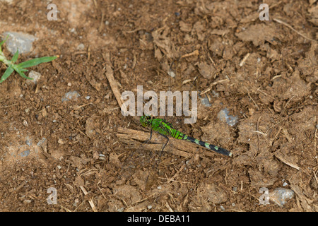 Eine grüne Libelle (Anisoptera) auf dem Boden Stockfoto