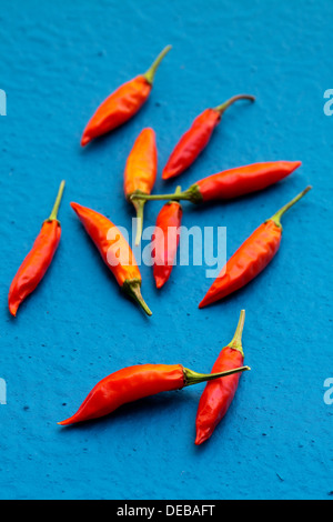 Einige halb Getrocknete Chilischoten auf einem blau lackierten Oberfläche. Stockfoto